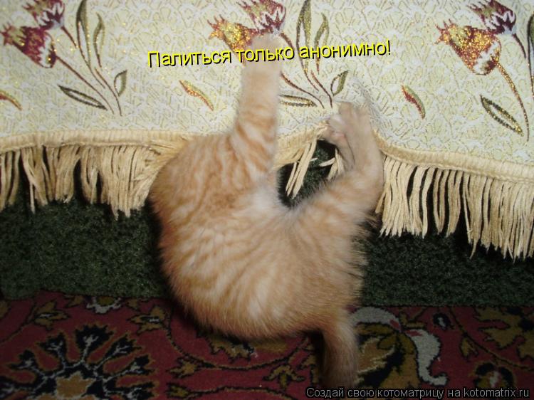Палиться только анонимно!... Котоматрица: Палиться только анонимно!