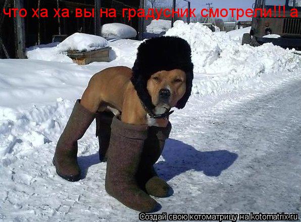 что ха ха вы на градусник смотрели!!! а... Котоматрица: что ха ха вы на градусник смотрели!!! а
