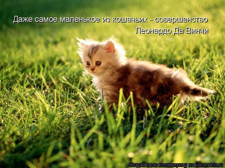 Даже самое маленькое из кошачьих - совершенство Леонардо Да Винчи... Котоматрица: Даже самое маленькое из кошачьих - совершенство Леонардо Да Винчи
