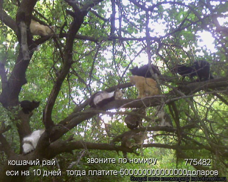 кошачий рай №775482 звоните по номиру еси на 10 дней тогда платите 500000000000000доларов... Котоматрица: кошачий рай №775482 звоните по номиру еси на 10 дней тогда платите 500000000000000доларов