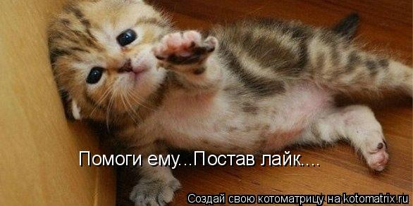 Помоги ему...Постав лайк....... Котоматрица: Помоги ему...Постав лайк....