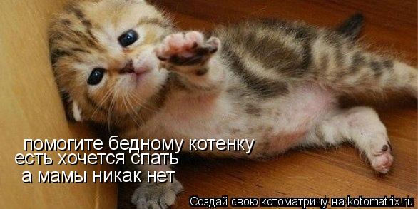 помогите бедному котенку есть хочется спать а мамы никак нет... Котоматрица: помогите бедному котенку есть хочется спать а мамы никак нет