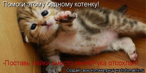 Помоги этому бедному котенку! -Поставь лайки вместо меня!Рука отсохла!!!... Котоматрица: Помоги этому бедному котенку! -Поставь лайки вместо меня!Рука отсохла!!!