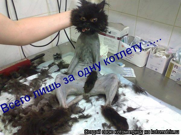 Всего лишь за одну котлету ........ Котоматрица: Всего лишь за одну котлету .....