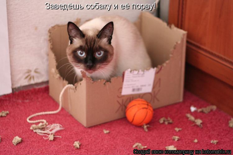 Заведёшь собаку и её порву!... Котоматрица: Заведёшь собаку и её порву!