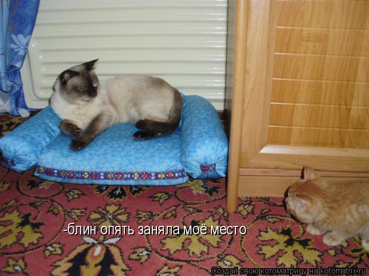 -блин опять заняла моё место... Котоматрица: -блин опять заняла моё место