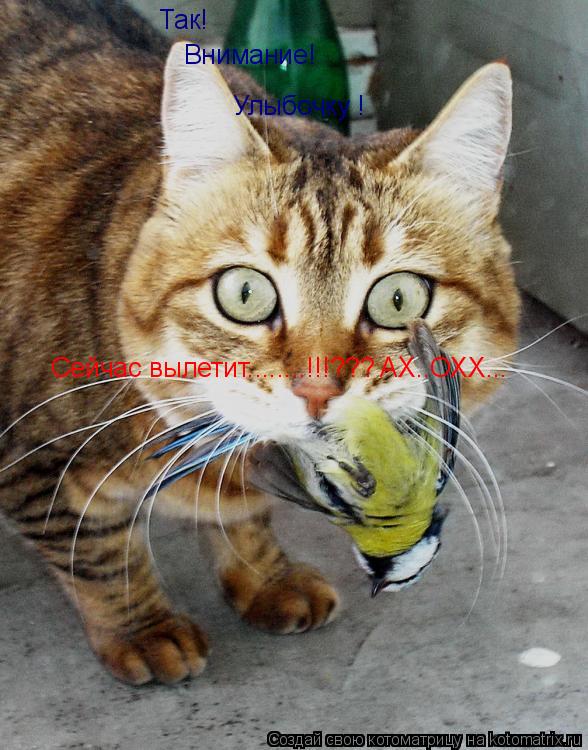 Так! Внимание! Улыбочку ! Сейчас вылетит........!!!??? AX..ОХХ...... Котоматрица: Так! Внимание! Улыбочку ! Сейчас вылетит........!!!??? AX..ОХХ...
