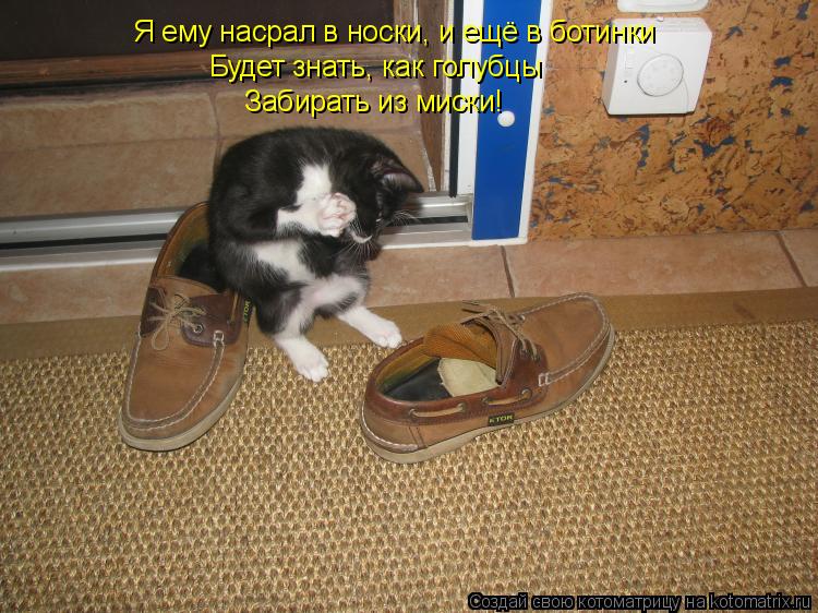 Я ему насрал в носки, и ещё в ботинки Будет знать, как голубцы Забирать из миски!... Котоматрица: Я ему насрал в носки, и ещё в ботинки Будет знать, как голубцы Забирать из миски!