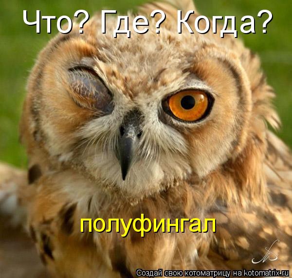 Что? Где? Когда? полуфингал... Котоматрица: Что? Где? Когда? полуфингал