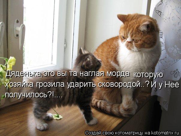 Дяденька,это вы та наглая морда которую хозяйка грозила ударить сковородой..? И у Неё получилось?!...... Котоматрица: Дяденька,это вы та наглая морда которую хозяйка грозила ударить сковородой..? И у Неё получилось?!....