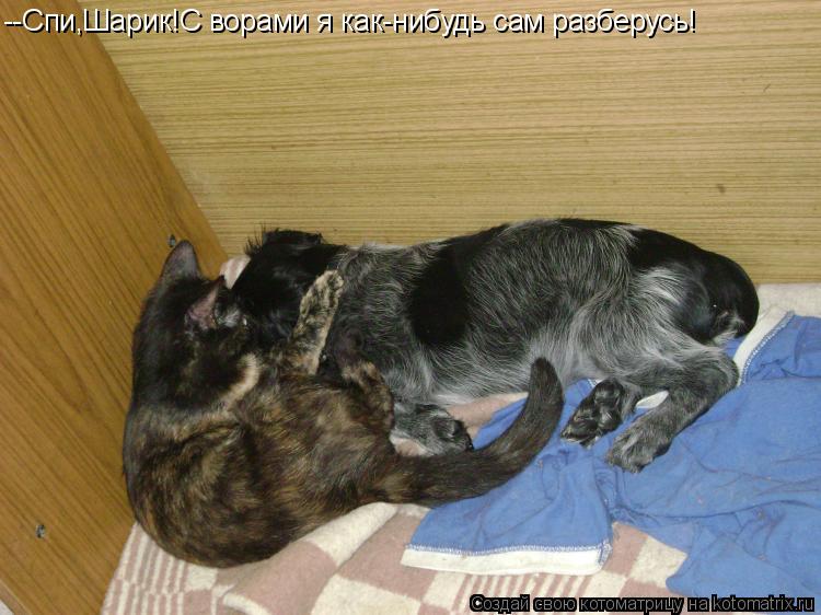 --Спи,Шарик!С ворами я как-нибудь сам разберусь!... Котоматрица: --Спи,Шарик!С ворами я как-нибудь сам разберусь!