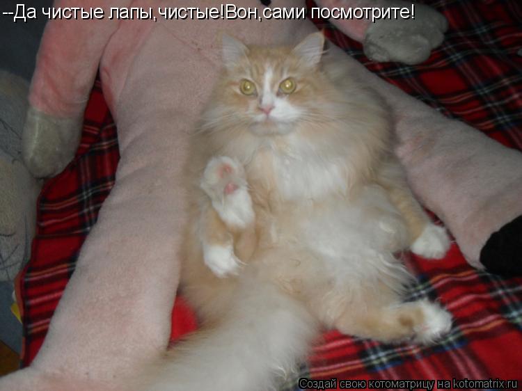 --Да чистые лапы,чистые!Вон,сами посмотрите!... Котоматрица: --Да чистые лапы,чистые!Вон,сами посмотрите!