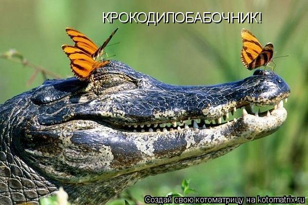 КРОКОДИЛОБАБОЧНИК!... Котоматрица: КРОКОДИЛОБАБОЧНИК!