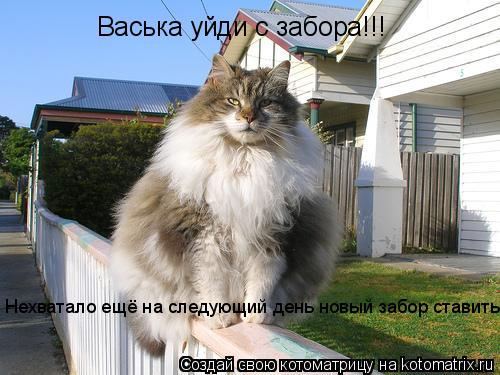 Васька уйди с забора!!! Нехватало ещё на следующий день новый забор ставить!... Котоматрица: Васька уйди с забора!!! Нехватало ещё на следующий день новый забор ставить!