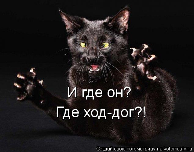 И где он? Где ход-дог?!... Котоматрица: И где он? Где ход-дог?!