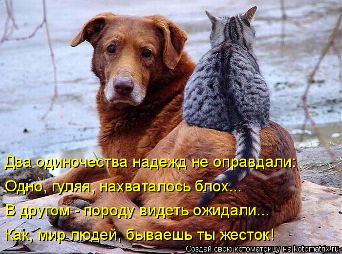 Два одиночества надежд не оправдали: Одно, гуляя, нахваталось блох... В другом - породу видеть ожидал... Котоматрица: Два одиночества надежд не оправдали: Одно, гуляя, нахваталось блох... В другом - породу видеть ожидали... Как, мир людей, бываешь ты жесток!