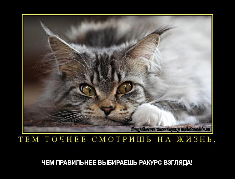 ТЕМ ТОЧНЕЕ СМОТРИШЬ НА ЖИЗНЬ, ЧЕМ ПРАВИЛЬНЕЕ ВЫБИРАЕШЬ РАКУРС ВЗГЛЯДА!... Котоматрица: ТЕМ ТОЧНЕЕ СМОТРИШЬ НА ЖИЗНЬ, ЧЕМ ПРАВИЛЬНЕЕ ВЫБИРАЕШЬ РАКУРС ВЗГЛЯДА!