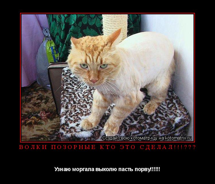 Волки позорные кто это сделал!!!??? Узнаю моргала выколю пасть порву!!!!!!... Котоматрица: Волки позорные кто это сделал!!!??? Узнаю моргала выколю пасть порву!!!!!!