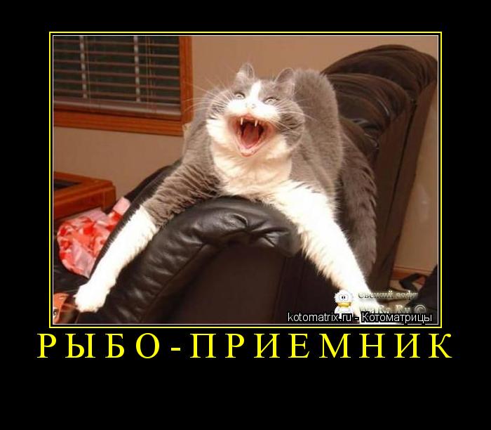 Котоматрица: рыбо-приёмник 