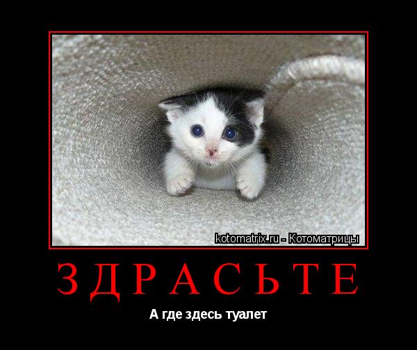 Котоматрица: Здрасьте  А где здесь туалет