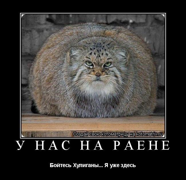 У Нас на РаЁне Бойтесь Хулиганы... Я уже здесь... Котоматрица: У Нас на РаЁне Бойтесь Хулиганы... Я уже здесь