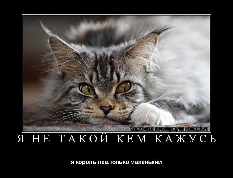 я не такой кем кажусь я король лев,только маленький... Котоматрица: я не такой кем кажусь я король лев,только маленький