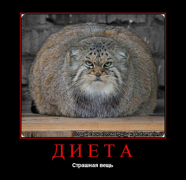 Котоматрица: Диета Страшная вещь