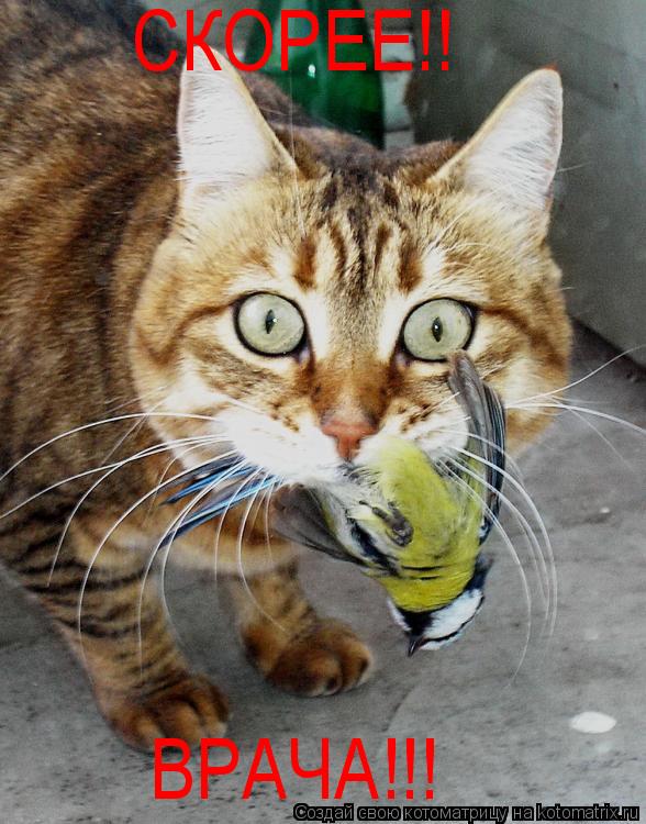 СКОРЕЕ!! ВРАЧА!!!... Котоматрица: СКОРЕЕ!! ВРАЧА!!!
