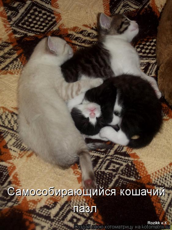 Самособирающийся кошачий пазл Самособирающийся кошачий пазл... Котоматрица: Самособирающийся кошачий пазл Самособирающийся кошачий пазл
