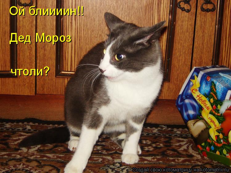 Ой блиииин!! Дед Мороз чтоли?... Котоматрица: Ой блиииин!! Дед Мороз чтоли?
