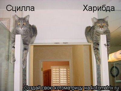 Сцилла Харибда... Котоматрица: Сцилла Харибда