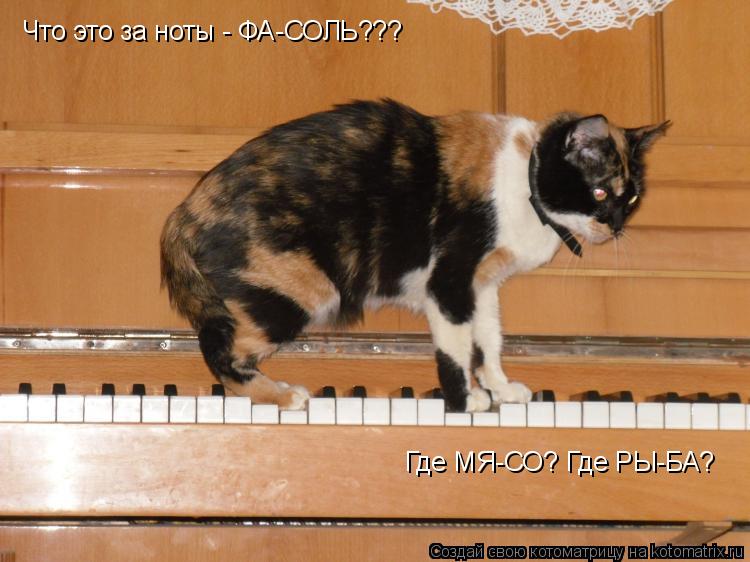 Что это за ноты - ФА-СОЛЬ??? Где МЯ-СО? Где РЫ-БА?... Котоматрица: Что это за ноты - ФА-СОЛЬ??? Где МЯ-СО? Где РЫ-БА?