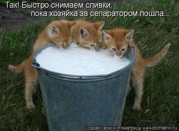 Так! Быстро снимаем сливки, пока хозяйка за сепаратором пошла...... Котоматрица: Так! Быстро снимаем сливки, пока хозяйка за сепаратором пошла...