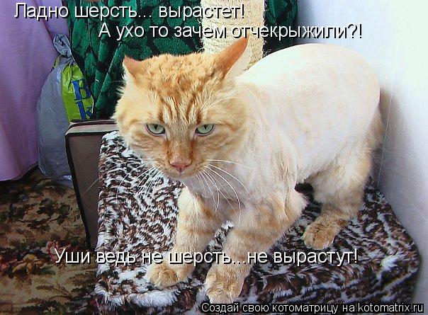 Ладно шерсть... вырастет! А ухо то зачем отчекрыжили?! Уши ведь не шерсть...не вырастут!... Котоматрица: Ладно шерсть... вырастет! А ухо то зачем отчекрыжили?! Уши ведь не шерсть...не вырастут!