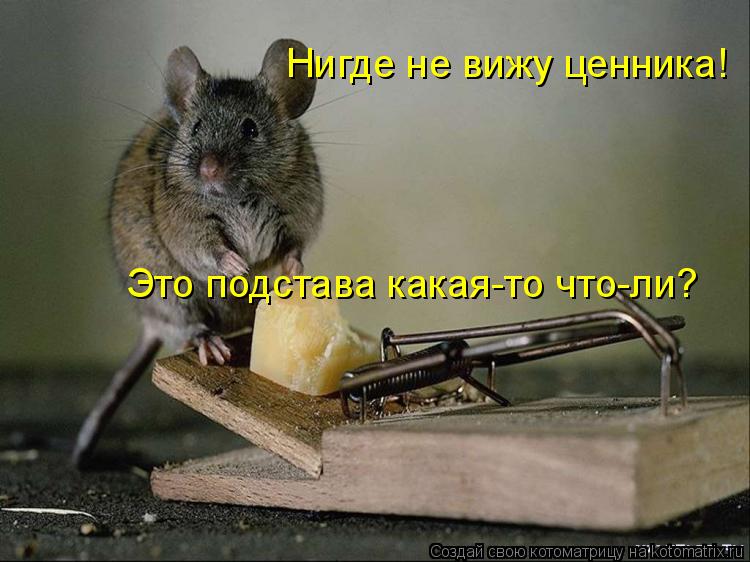 Нигде не вижу ценника! Это подстава какая-то что-ли?... Котоматрица: Нигде не вижу ценника! Это подстава какая-то что-ли?