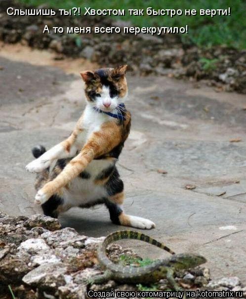 Слышишь ты?! Хвостом так быстро не верти! А то меня всего перекрутило!... Котоматрица: Слышишь ты?! Хвостом так быстро не верти! А то меня всего перекрутило!