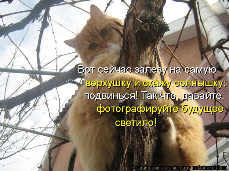Вот сейчас залезу на самую верхушку и скажу солнышку: фотографируйте будущее светило! подвинься! Та... Котоматрица: Вот сейчас залезу на самую верхушку и скажу солнышку: фотографируйте будущее светило! подвинься! Так что, давайте,