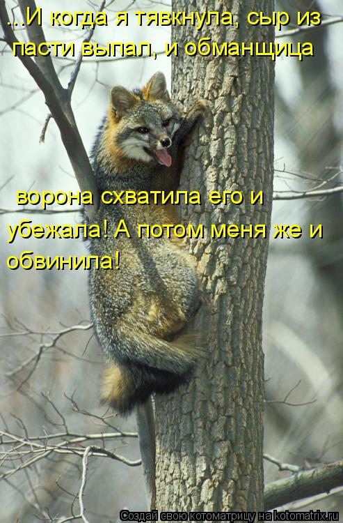 пасти выпал, и обманщица ворона схватила его и убежала! А потом меня же и обвинила! ...И когда я т... Котоматрица: пасти выпал, и обманщица ворона схватила его и убежала! А потом меня же и обвинила! ...И когда я тявкнула, сыр из