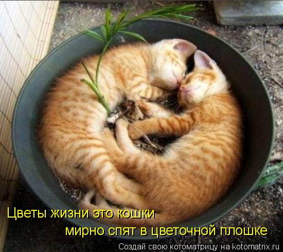 Цветы жизни это кошки мирно спят в цветочной плошке... Котоматрица: Цветы жизни это кошки мирно спят в цветочной плошке