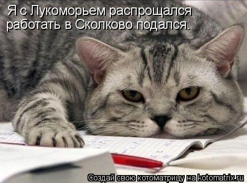 Я с Лукоморьем распрощался работать в Сколково подался.... Котоматрица: Я с Лукоморьем распрощался работать в Сколково подался.