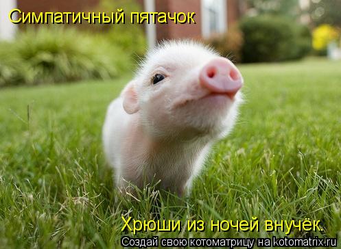 Симпатичный пятачок Хрюши из ночей внучёк.... Котоматрица: Симпатичный пятачок Хрюши из ночей внучёк.