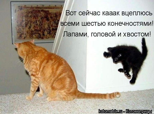 Вот сейчас кааак вцеплюсь всеми шестью конечностями! Лапами, головой и хвостом!... Котоматрица: Вот сейчас кааак вцеплюсь всеми шестью конечностями! Лапами, головой и хвостом!
