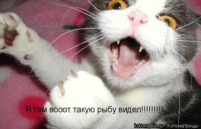 Я там вооот такую рыбу видел!!!!!!!!!... Котоматрица: Я там вооот такую рыбу видел!!!!!!!!!
