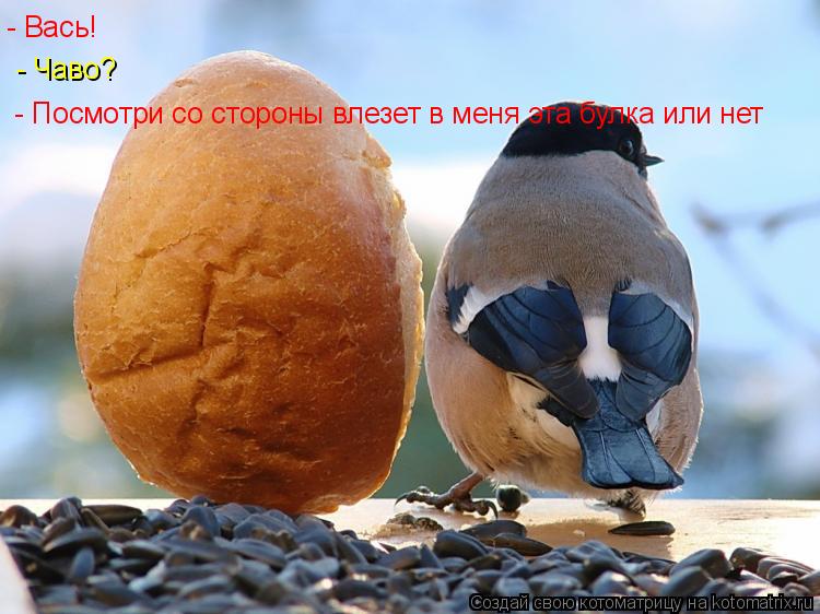 - Вась! - Чаво? - Посмотри со стороны влезет в меня эта булка или нет... Котоматрица: - Вась! - Чаво? - Посмотри со стороны влезет в меня эта булка или нет