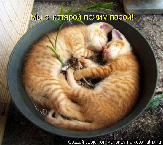 Мы с котярой лежим парой!... Котоматрица: Мы с котярой лежим парой!