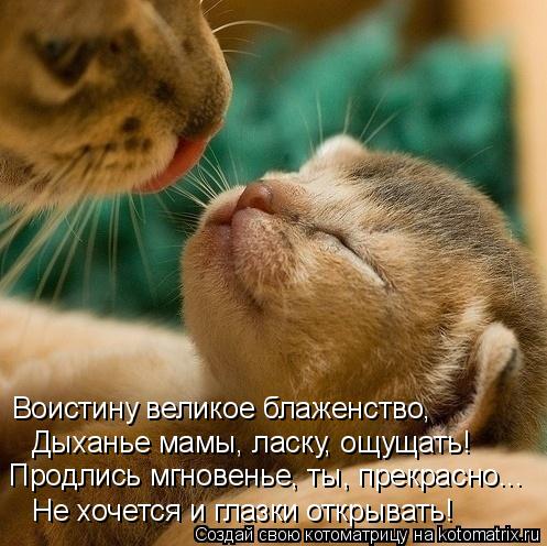 Воистину великое блаженство, Дыханье мамы, ласку, ощущать! Продлись мгновенье, ты, прекрасно... Не х... Котоматрица: Воистину великое блаженство, Дыханье мамы, ласку, ощущать! Продлись мгновенье, ты, прекрасно... Не хочется и глазки открывать!