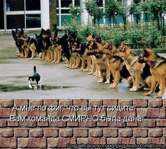 А мне по фиг, что вы тут сидите... Вам команда СМИРНО была дана!... Котоматрица: А мне по фиг, что вы тут сидите... Вам команда СМИРНО была дана!