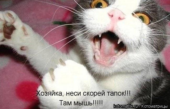 Хозяйка, неси скорей тапок!!! Там мышь!!!!!... Котоматрица: Хозяйка, неси скорей тапок!!! Там мышь!!!!!