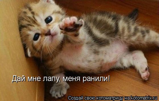 Дай мне лапу, меня ранили!... Котоматрица: Дай мне лапу, меня ранили!