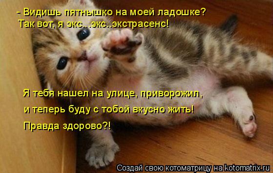 - Видишь пятнышко на моей ладошке? Так вот, я экс...экс..экстрасенс! Я тебя нашел на улице, приворож... Котоматрица: - Видишь пятнышко на моей ладошке? Так вот, я экс...экс..экстрасенс! Я тебя нашел на улице, приворожил, и теперь буду с тобой вкусно жить! Правд